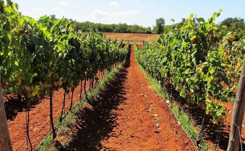 POD LINIJU j.d.o.o. - Vina Lunika